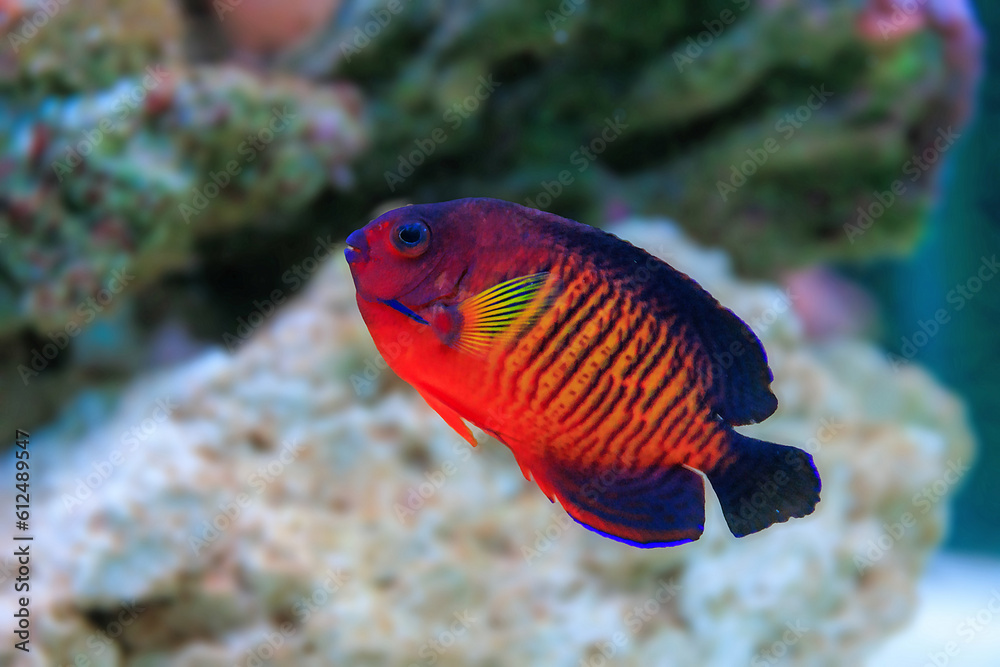CORAL BEAUTY ANGEL FISH - (CENTROPYGE BISPINOSA) CORAL BEAUTY ANGEL FISH - (CENTROPYGE BISPINOSA)