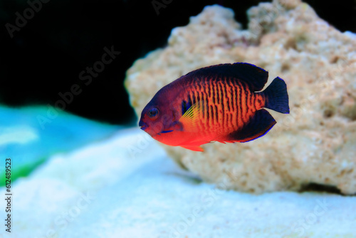 CORAL BEAUTY ANGEL FISH - (CENTROPYGE BISPINOSA) photo