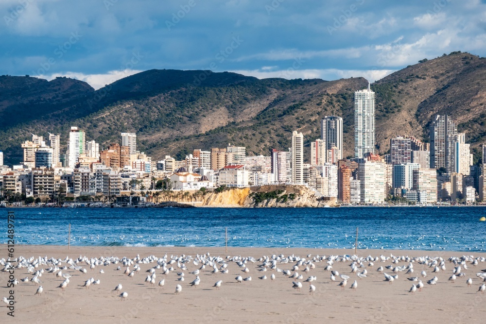Skyline of Benidorm city and a lot of birds resting on the beach in the foreground, Spain