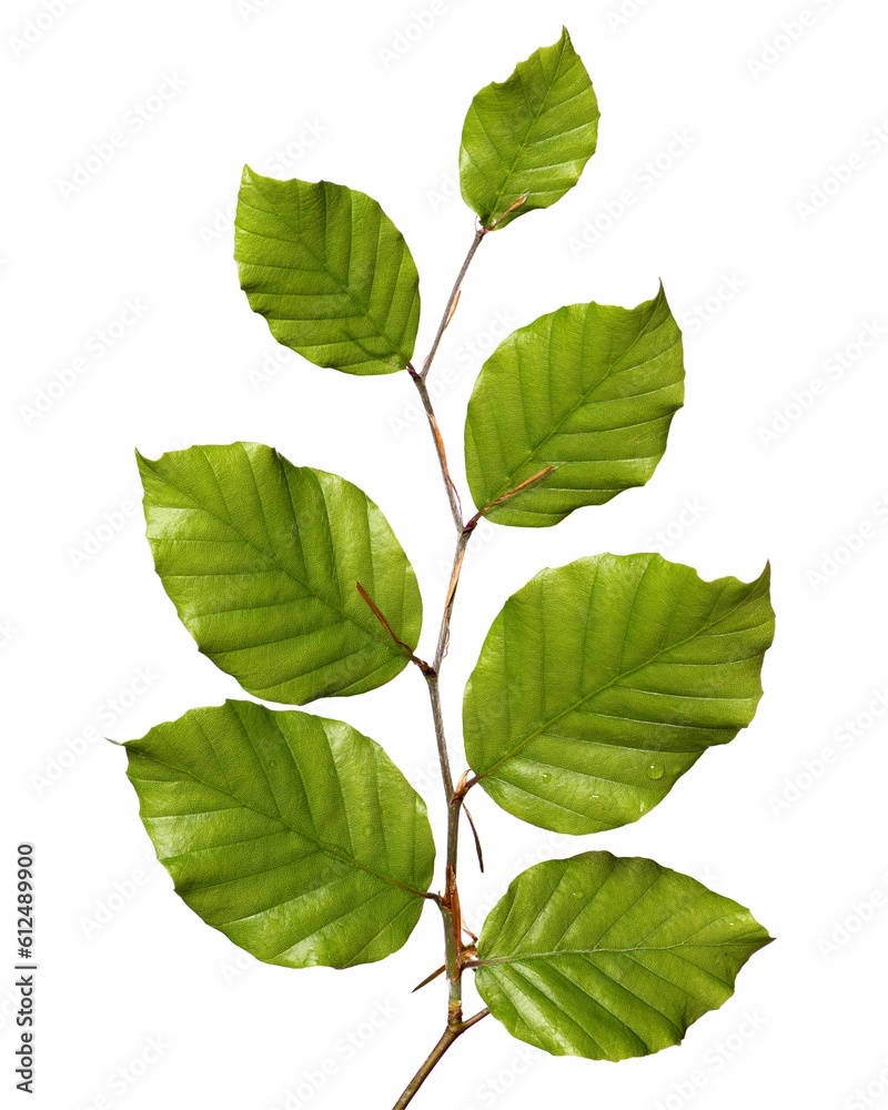 Fototapeta premium Vertical closeup of a hornbeam branch with green leaves with shiny texture on a white background