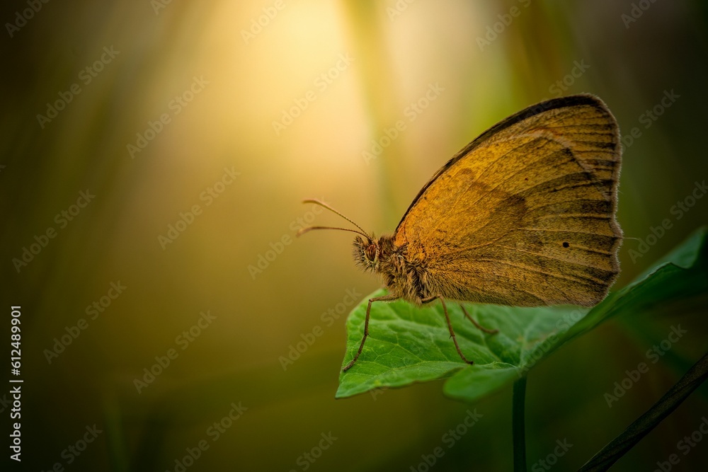 Obraz premium Closeup of a beautiful brown sand eye butterfly, meadow brown, Maniola jurtina on a green leaf