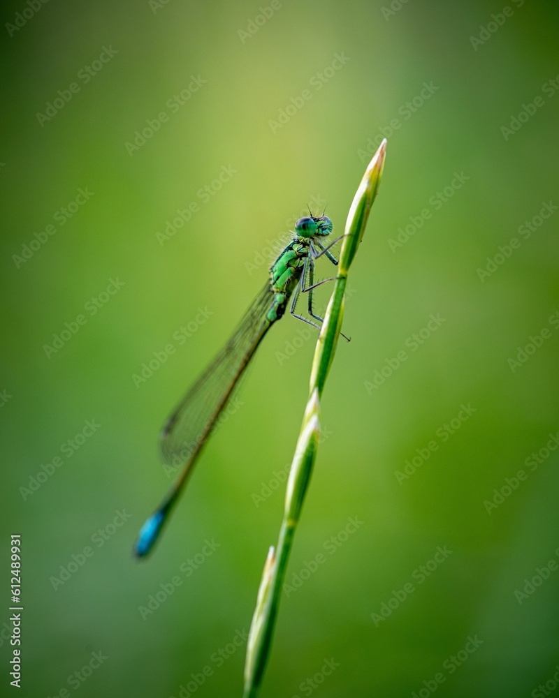 Vertical macro of a dragonfly standing on a grass with its thin legs Vertical macro of a dragonfly standing on a grass with its thin legs