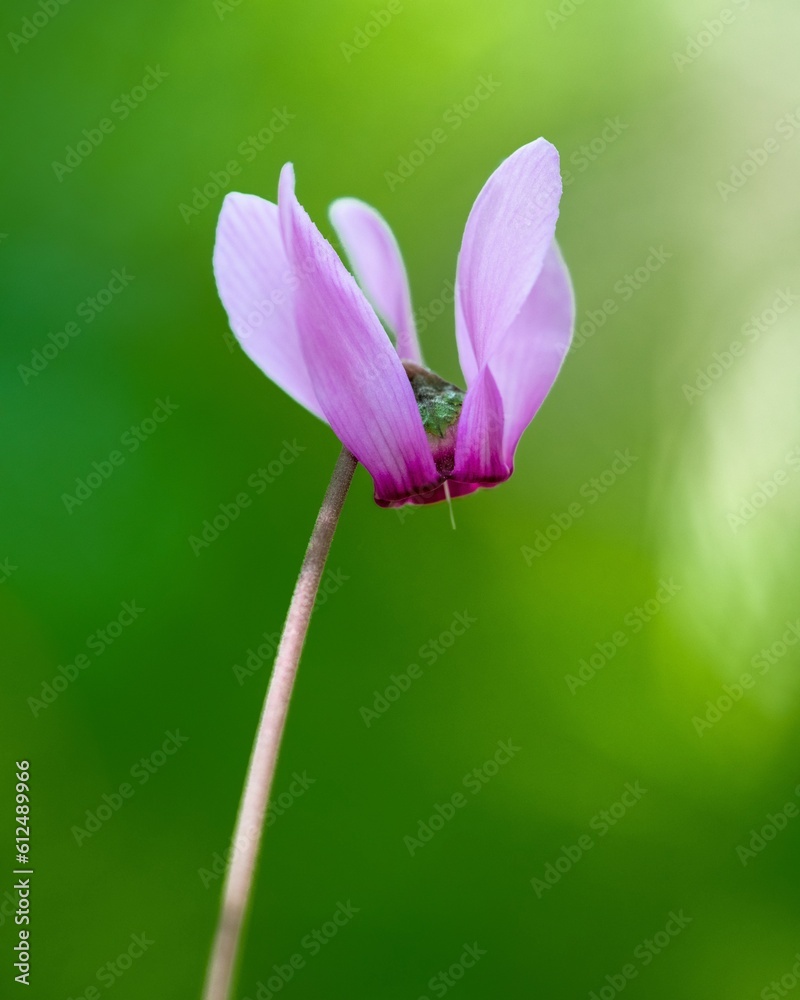 Closeup view of a purple cyclamen flower on a green blurry background