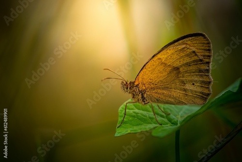 Closeup of a beautiful brown sand eye butterfly, meadow brown, Maniola jurtina on a green leaf photo