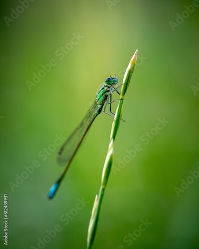 Vertical macro of a dragonfly standing on a grass with its thin legs