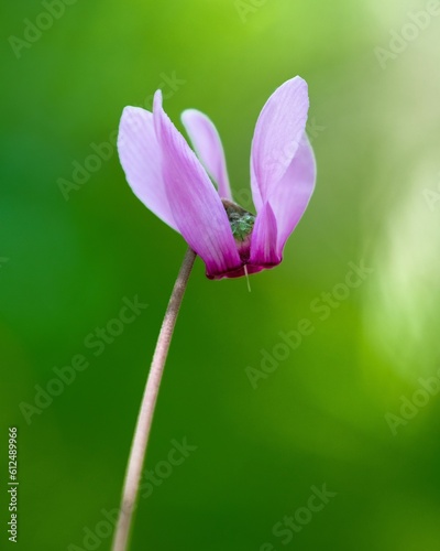 Closeup view of a purple cyclamen flower on a green blurry background