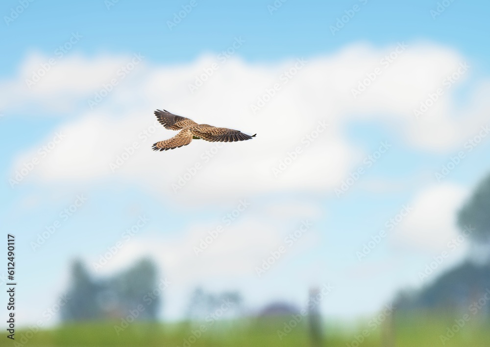 Common kestrel (Falco tinnunculus) flying in the blue sky Common kestrel (Falco tinnunculus) flying in the blue sky