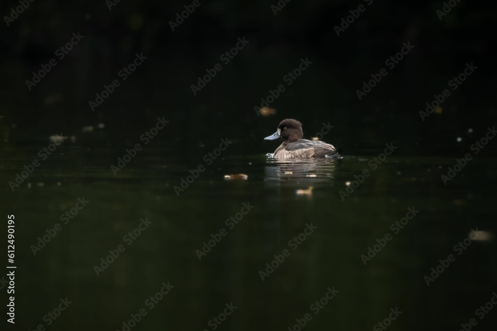 Selective focus shot of a tufted black duck swimming on a lake surface Selective focus shot of a tufted black duck swimming on a lake surface