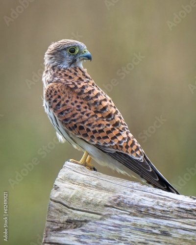 Foto Vertical closeup of a common kestrel (Falco tinnunculus) perched on a branch and