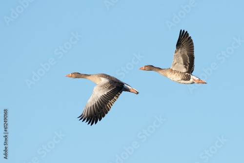 Selective focus shot of gray geese flying in a clear blue sky