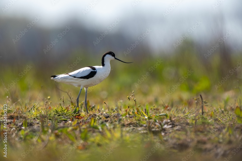 Relict gull (Ichthyaetus relictus) walking in the field with grass Relict gull (Ichthyaetus relictus) walking in the field with grass