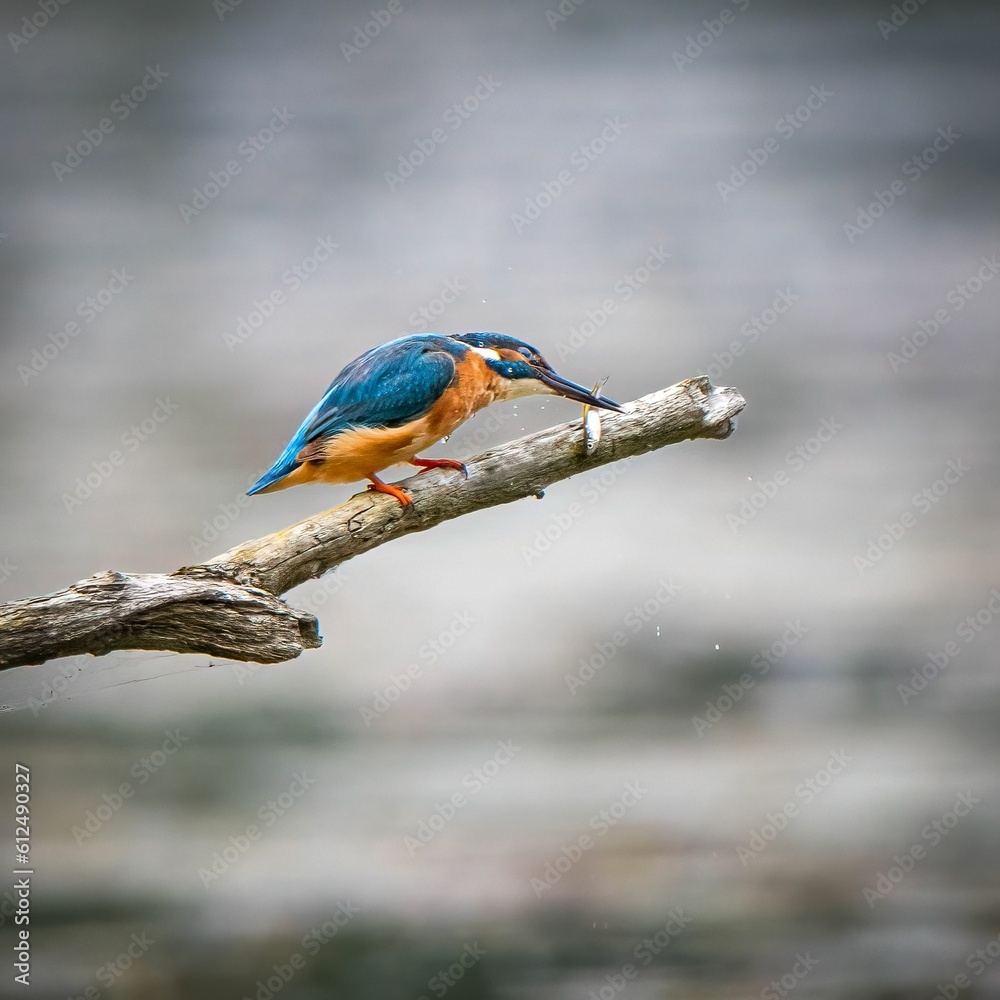 Selective focus of a kingfisher bird on a stick over a river Selective focus of a kingfisher bird on a stick over a river
