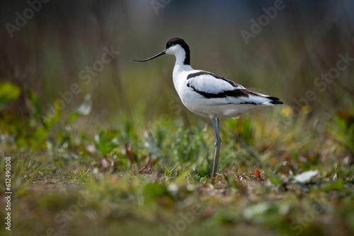 Relict gull (Ichthyaetus relictus) walking in the field with grass