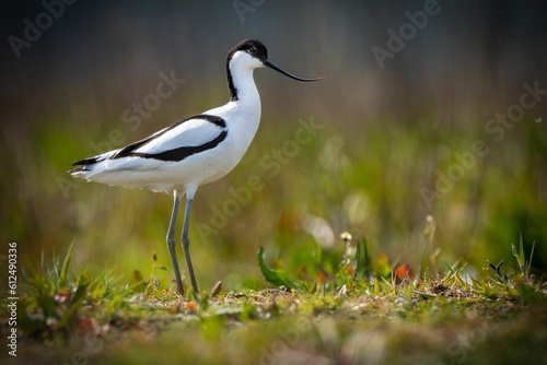 Relict gull (Ichthyaetus relictus) walking in the field with grass
