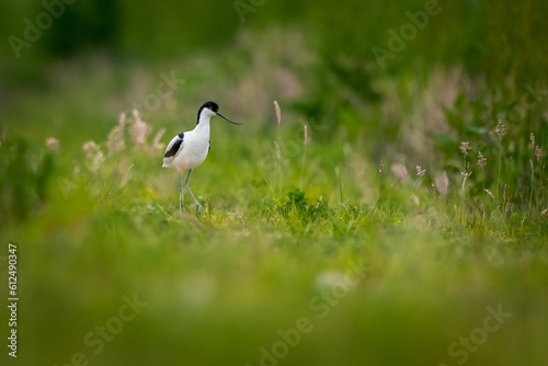 Relict gull (Ichthyaetus relictus) walking in the field with flowers