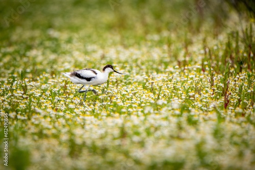 Relict gull (Ichthyaetus relictus) walking in the field with flowers