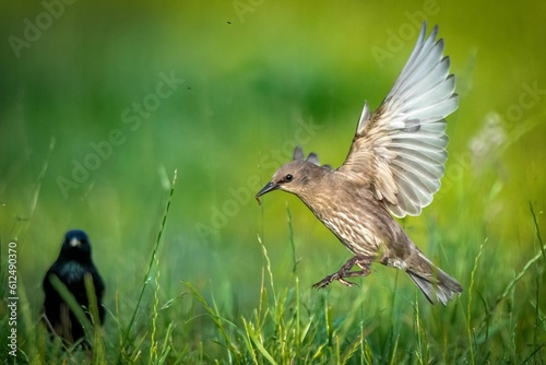 Juvenile starling bird landing on a grassy field in the Netherlands