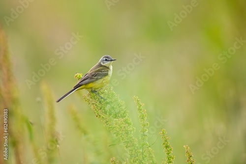 Yellow wagtail bird perching on grass flowers against a blurred background