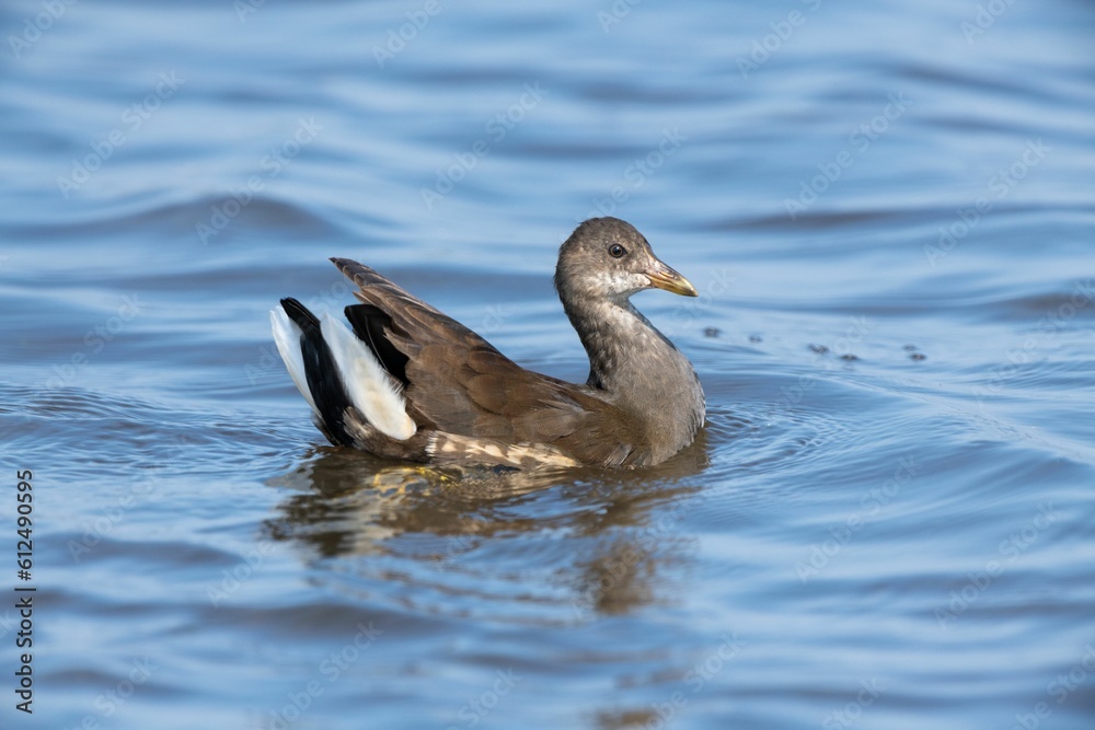 Juvenile moorhen floating on a lake swamp Juvenile moorhen floating on a lake swamp