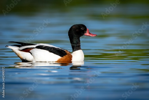 Lone shelduck on a calm lake in the Netherlands