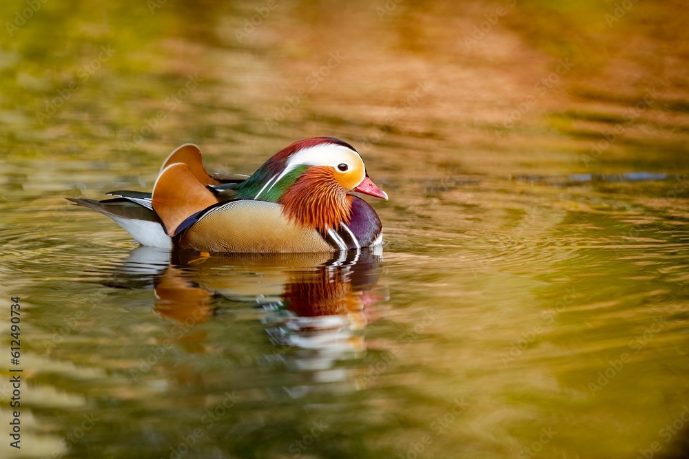 Closeup of a beautiful mandarin duck (Aix galericulata) swimming in a lake on the blurred background