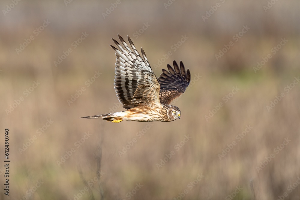 Fototapeta premium Closeup shot of a hen harrier (Circus cyaneus) flying on the blurred background during the daytime