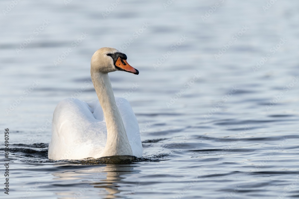 Closeup shot of a beautiful white swan (Cygnus) swimming in the calm water on the blurred background Closeup shot of a beautiful white swan (Cygnus) swimming in the calm water on the blurred background