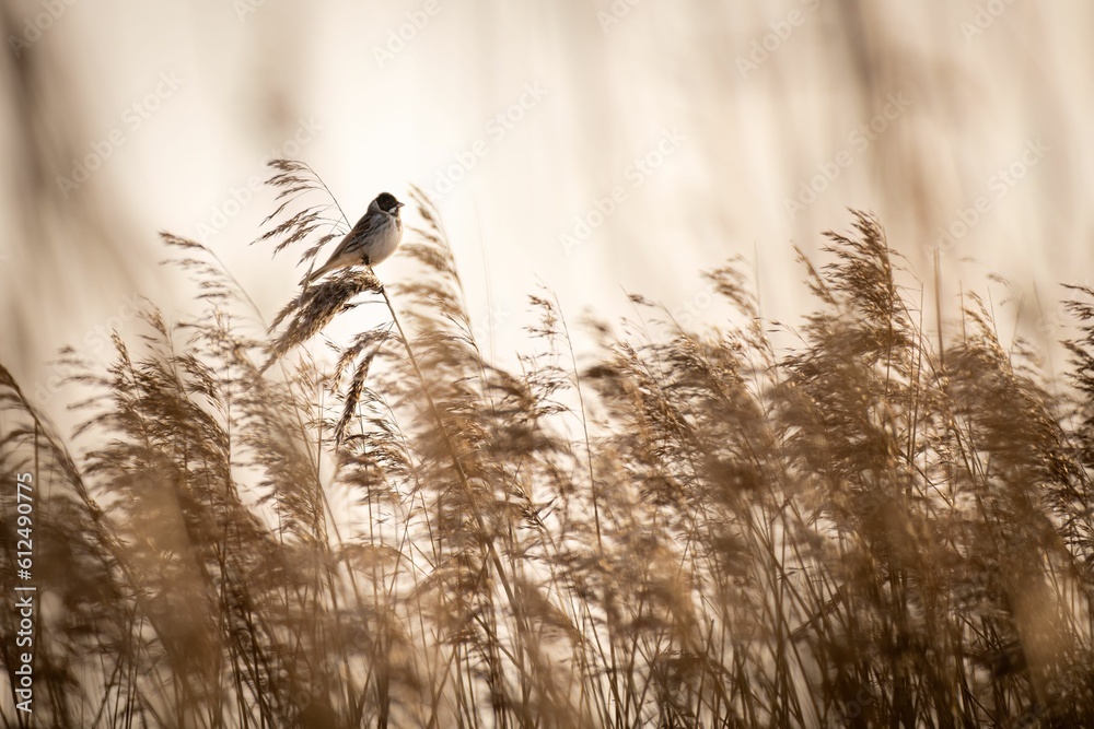 Obraz premium Sepia of a Common reed bunting (Emberiza schoeniclus) perched on a plant on the blurred background