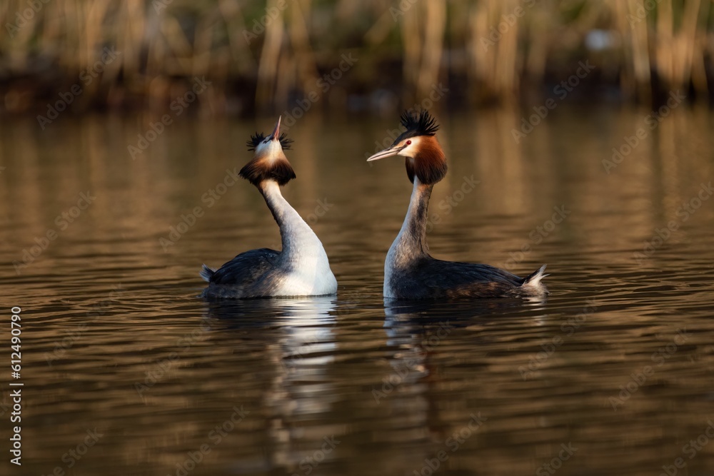 Closeup of great crested grebe (Podiceps cristatus) mating in the water Closeup of great crested grebe (Podiceps cristatus) mating in the water