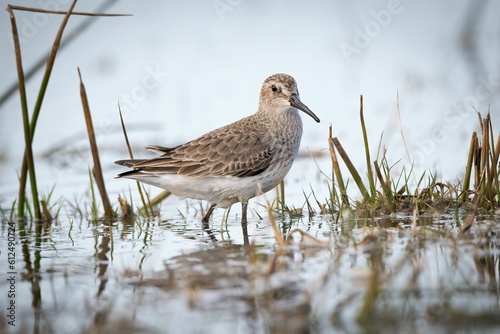 Closeup of a wandering tattler (Tringa incana) resting in waters of a pond on the blurred background