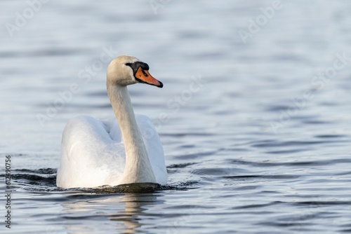 Fototapeta Naklejka Na Ścianę i Meble -  Closeup shot of a beautiful white swan (Cygnus) swimming in the calm water on the blurred background