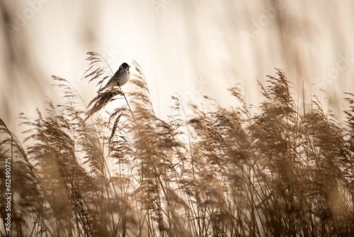 Sepia of a Common reed bunting (Emberiza schoeniclus) perched on a plant on the blurred background photo