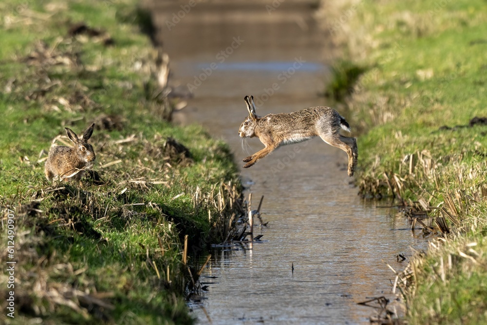 Brown rabbit jumping over a ditch to another rabbit in a green field Brown rabbit jumping over a ditch to another rabbit in a green field