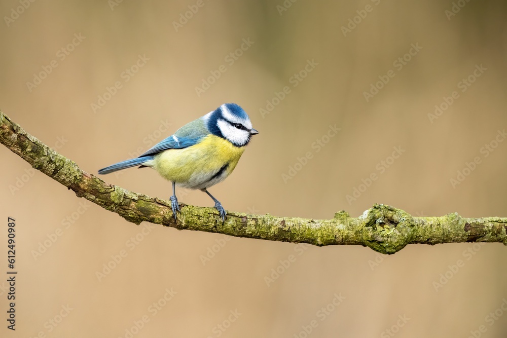 A tiny bird with a bright yellow belly on the branch, a close-up shot of blue coal tit A tiny bird with a bright yellow belly on the branch, a close-up shot of blue coal tit