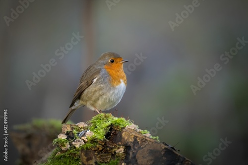 European robin bird with an orange spot perched on a moss-covered log