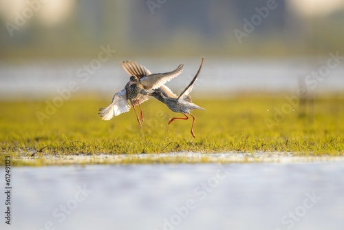 Shot of two Common Redshank (Tringa totanus) flying over a swamp on a sunny day