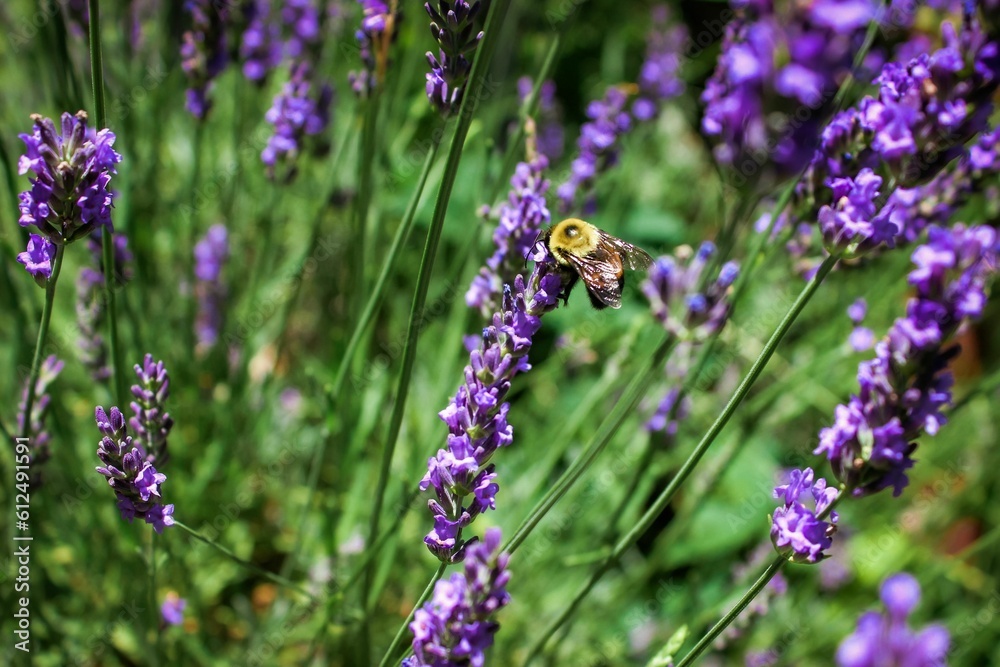 Selective focus shot of a bumblebee collecting pollen from lavender blossoms Selective focus shot of a bumblebee collecting pollen from lavender blossoms