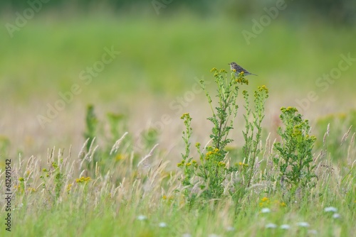 Beautiful view of skylark bird in the field