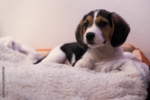 Adorable Beagle dog resting on its white soft bed