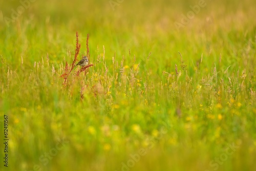 Beautiful view of skylark bird in the field