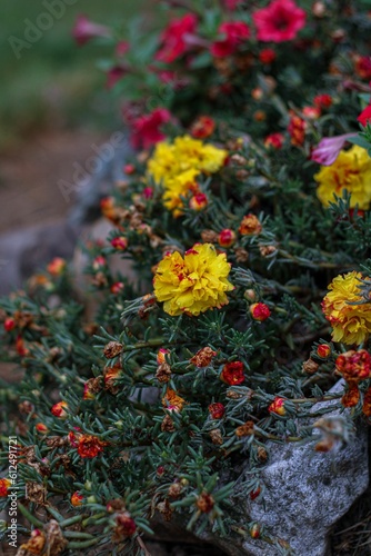 Vertical shot of the yellow and red flowers