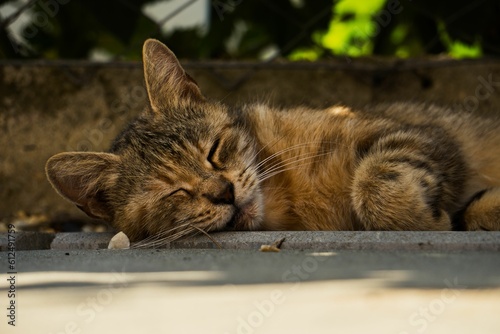 Closeup shot of a sleeping striped cat