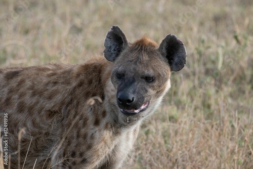 Closeup of spotted hyena standing on dry grassland in Serengeti National Park in Tanzania