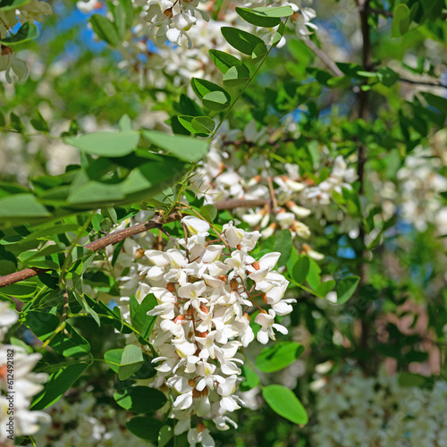 Blühende Robinie, Robinia pseudoacacia, im Frühling photo