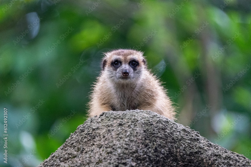 Fototapeta premium Closeup of a meerkat (suricata) against blurred background in Mandai, Singapore