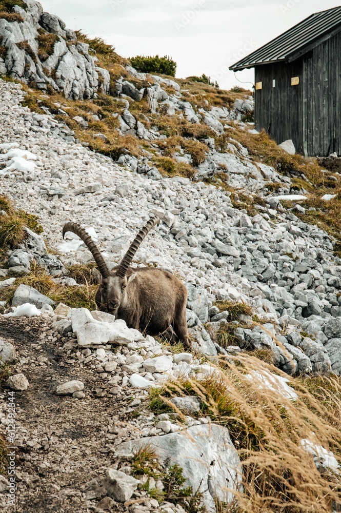Vertical shot of a beautiful capricorn on a rocky mountain on a sunny day Vertical shot of a beautiful capricorn on a rocky mountain on a sunny day
