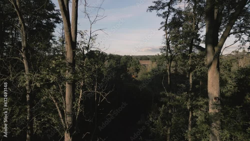 Drone flying between lush green trees in the forest under blue cloudy sky in Czech Republic Drone flying between lush green trees in the forest under blue cloudy sky in Czech Republic