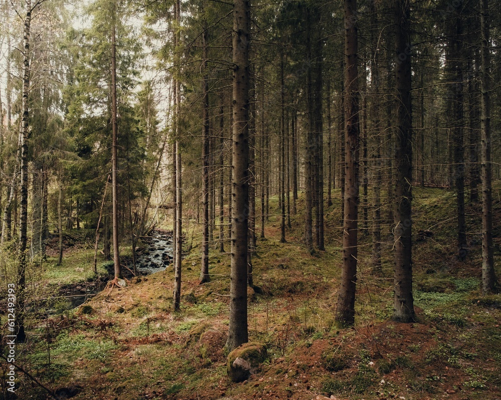 Beautiful view of the forest with dense vegetation.