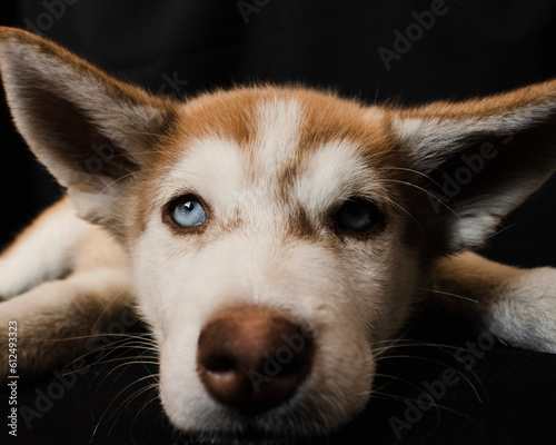 siberian husky puppy