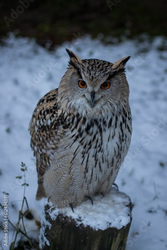 Vertical closeup of a Eurasian eagle-owl, Bubo bubo standing on a wood trunk in a snowy forest